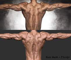The superficial back muscles are the muscles found just under the skin. Shiv Swain Back Muscles Anatomy 01