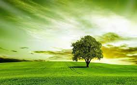 green tree backgrounds wallpapers