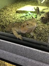 Find a wide range of quality reptile food, feeding accessories and habitats here! Reptile Mogul Exotics 85 Photos 41 Reviews Pet Stores 2155 E University Dr Tempe Az Phone Number