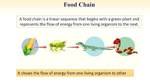 Food chains and Food webs - Science A Plus