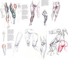 Leg #anatomy | Human anatomy drawing, Figure drawing, Life drawing