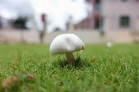 are lawn mushrooms poisonous for dogs