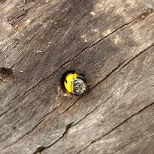 Similar to honey bees, bumble bees feed on plant nectar and pollen and are good pollinators themselves. How To Get Rid Of Carpenter Bees The Home Depot