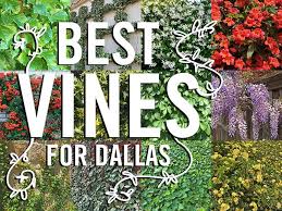 Vines For Dallas Texas