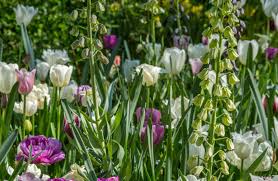 Jane jacobs's first city by glenna lang to your collection. Where To Find Spring Blooms In Central Park Central Park Conservancy
