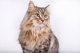 siberian cat breed size appearance