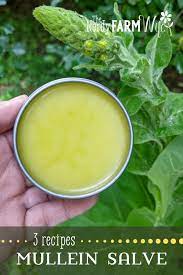 how to make mullein salve 3 recipes