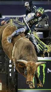 best bull riding iphone hd wallpapers