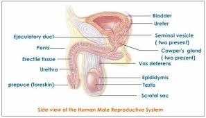 The activity of the female reproductive system is controlled by hormones released by both the brain and the ovaries that cause the development and. The Reproductive By Hmiranda5866 On Emaze