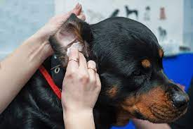 ear infections in dogs causes