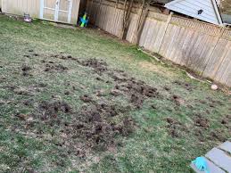 skunks are tearing up my lawn