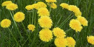 Spring flowers are great to see after a long winter. 7 Common Weeds You Find In Lawns Like Crabgrass And Dandelions