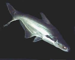 Iridescent Shark Pangasianodon Hypophthalmus Pangasius