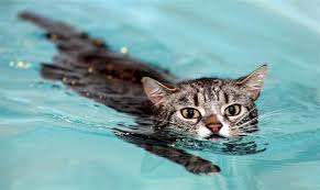 Image result for cats in swimming pool