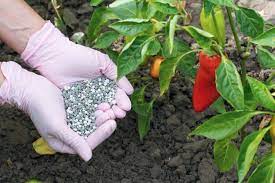 fertilizing pepper plants the what