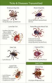 Tick Types Pictures Removal Bite Treatment Prevention