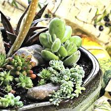 Succulent Arrangement Diy Dish Garden