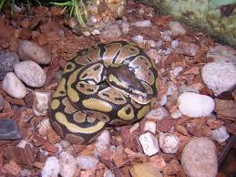 aspen snake bedding for ball python