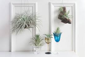 How To Decorate With Air Plants Well Good