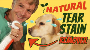 naturally treat dog tear staining