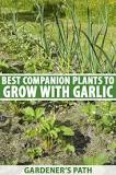 what-grows-well-with-garlic