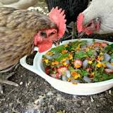 can-chickens-have-strawberries