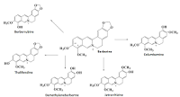 Image result for Berberine