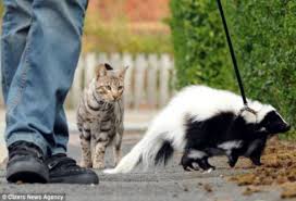 Una puzzola è l'animale domestico di una famiglia inglese/GUARDA | Dog skunk, Pets, Pet dogs