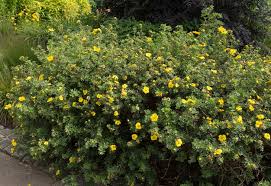 12 Yellow Flowering Shrubs For Bold