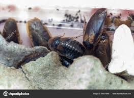 Cucaracha dubia Stock Photos, Royalty Free Cucaracha dubia Images |  Depositphotos