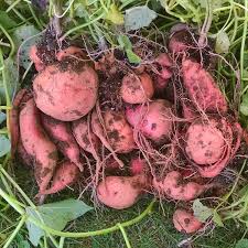 how to harvest and cure sweet potatoes