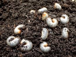 How To Get Rid Of Grubs In Lawn