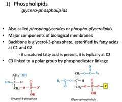 membrane lipids flashcards