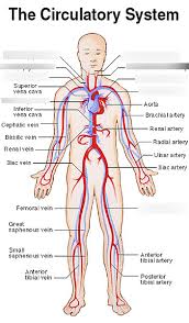 A few notable arteries and veins are located above the heart and into the neck, with the carotid arteries that pump blood into the brain and. Labeling Arteries And Veins Of The Circulatory System Diagram Quizlet