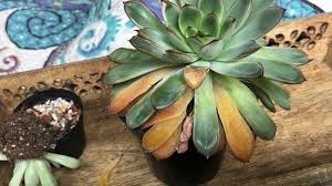how to save an overwatered succulent