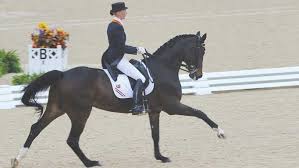Warmblood Horses And Their Development And How Theyre Not A