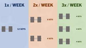 per week should you train each muscle