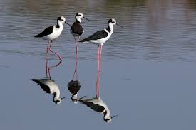 Image result for stilt bird