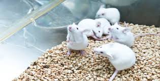 frozen feeder s mice rats