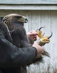 the golden eagle is the ultimate bird