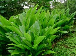Image result for turmeric plant