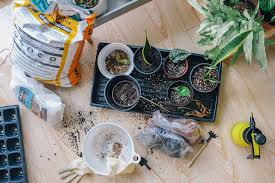 Indoor Gardening For Beginners Start