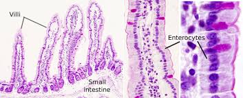 Synonym for intestine intestine is part of digestive system. Cell Types Enterocyte Atlas Of Plant And Animal Histology