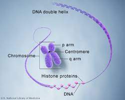 what is a chromosome medlineplus genetics