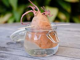 how to plant and grow sweet potatoes