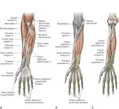 We hope this picture elbow and forearm muscle and tendon anatomy can help you study and research. The Forearm Wrist And Hand Musculoskeletal Key