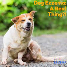 dog eczema a real thing symptoms