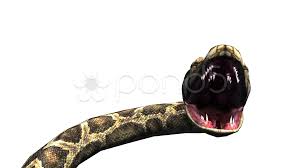 snake jungle carpet python open mouth