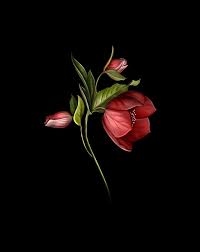 RED Flower, 3d, black, flowers lotus ...