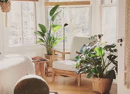 Hay numerosas plantas que tienen un doble uso, alimentario y ornamental. Plantas De Interior Consejos Para Cuidarlas